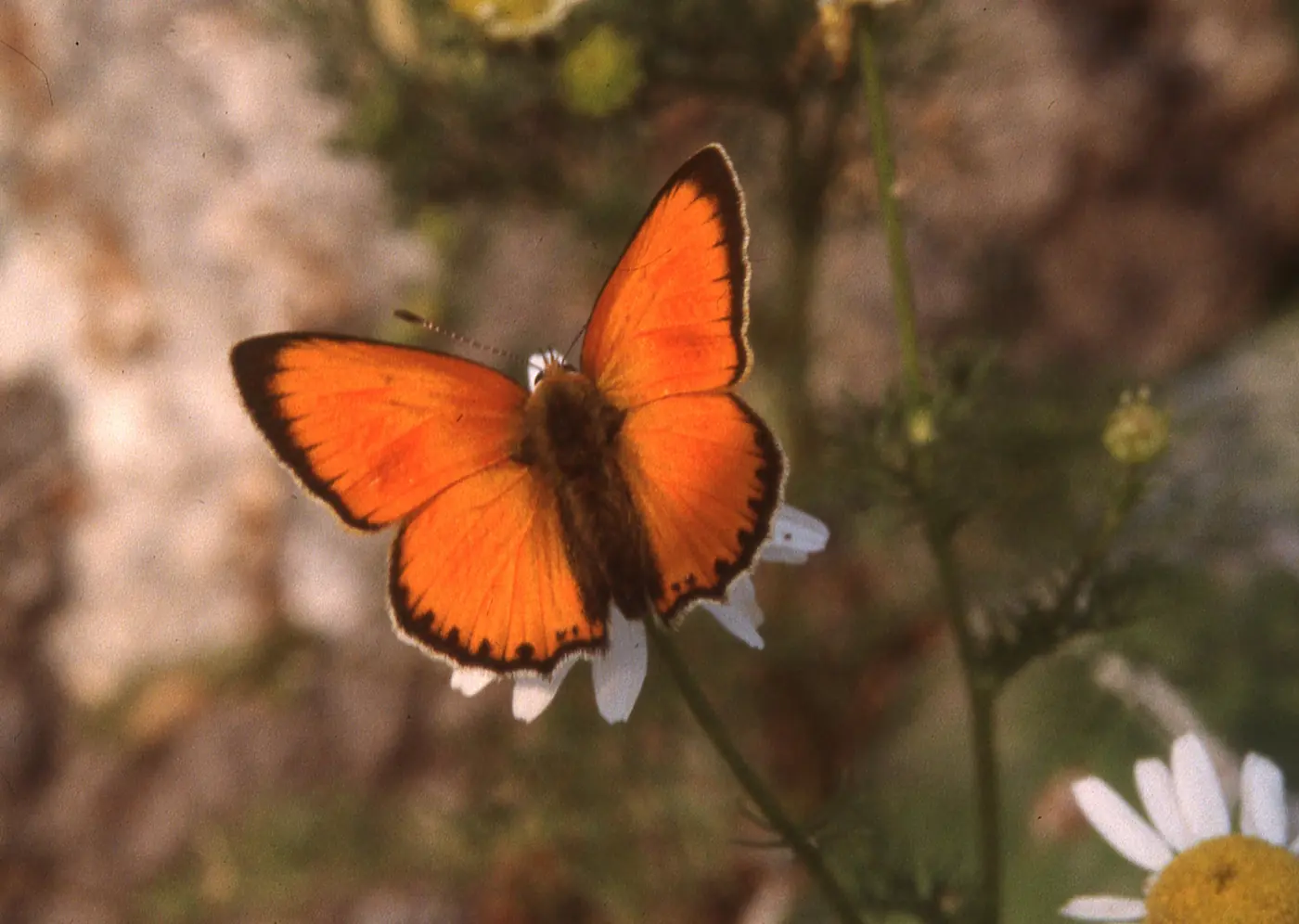 Macro de una mariposa naranja posada sobre una margarita.